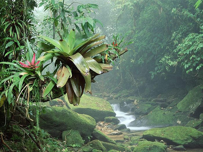 brazil rainforest.jpg